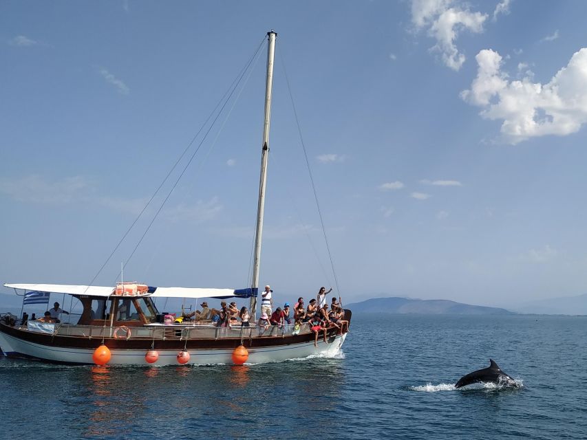 Preveza: Dolphin Watching Cruise with Lunch and Drinks - Watching bottlenose dolphins from the boat
