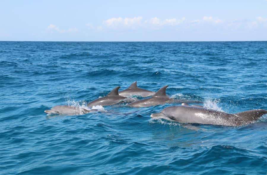 Prison Island, Lunch Break Experience, Mnemba Dolphin Tour - What the full 10-hour day feels like
