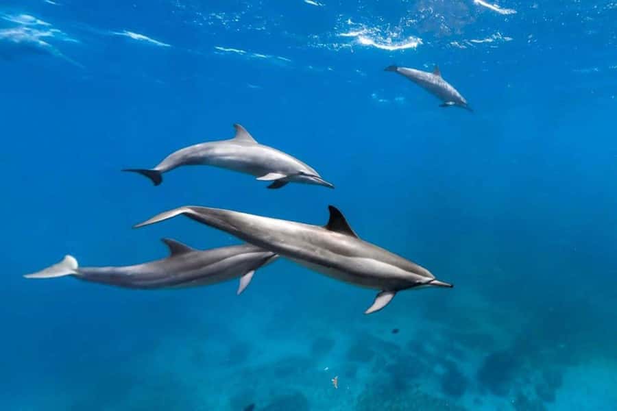 Prison Island, Lunch Break Experience, Mnemba Dolphin Tour - The Spice Farm lunch is more than a meal