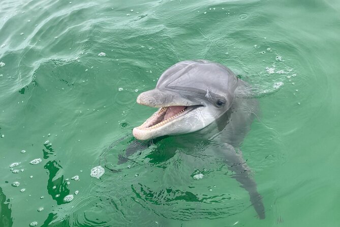 Private 2-Hour Dolphin and Sightseeing Tour - Key points to know before booking