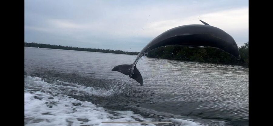 Private 2 Hour Dolphin & Eco Tour Marco Island, FL - What the two-hour schedule means for you