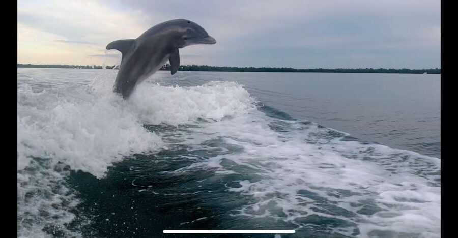 Private 2 Hour Dolphin & Eco Tour Marco Island, FL - Why a private group changes the outing