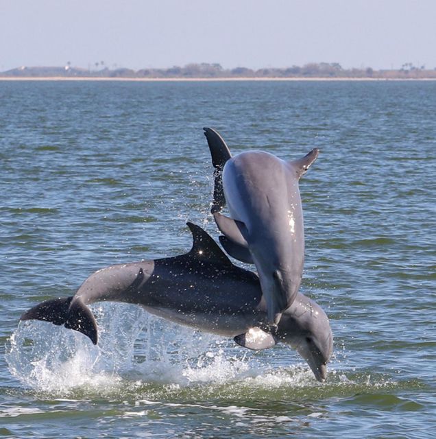 Private 2 hour Dolphin Sightseeing tour- Melbourne - Intracoastal Waterway views and Annie the Dragon
