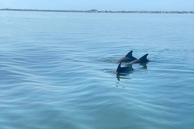 Private 2-Hour Dolphin Watching Cruise in St. Petersburg, FL - Setting out from O’Neill’s Marina