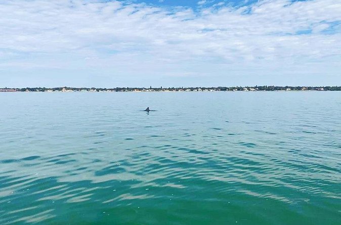 Private 2-Hour Dolphin Watching Cruise in St. Petersburg, FL - Why the private format affects the value