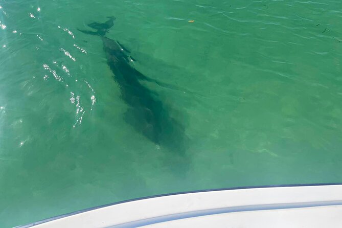 Private 2-Hour Dolphin Watching Cruise in St. Petersburg, FL - Who will enjoy this cruise most