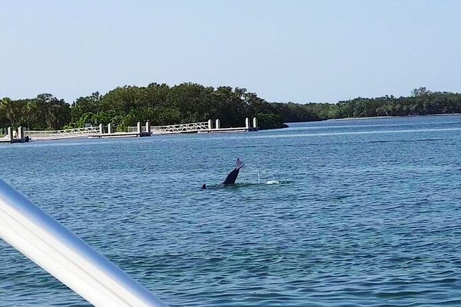 Private 2-Hour Dolphin Watching Cruise in St. Petersburg, FL - Weather, cancellations, and planning
