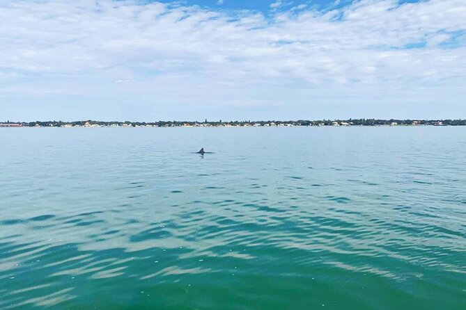 Private 2-Hour Dolphin Watching Cruise in St. Petersburg, FL - The overall value of a St. Petersburg water trip