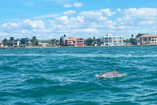Private 2-Hour Dolphin Watching Cruise in St. Petersburg, FL - What the two-hour plan may include