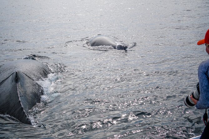 Private 2hr Supreme Whale/Dolphin Watching Tour, Newport Beach CA - Key points to know before booking