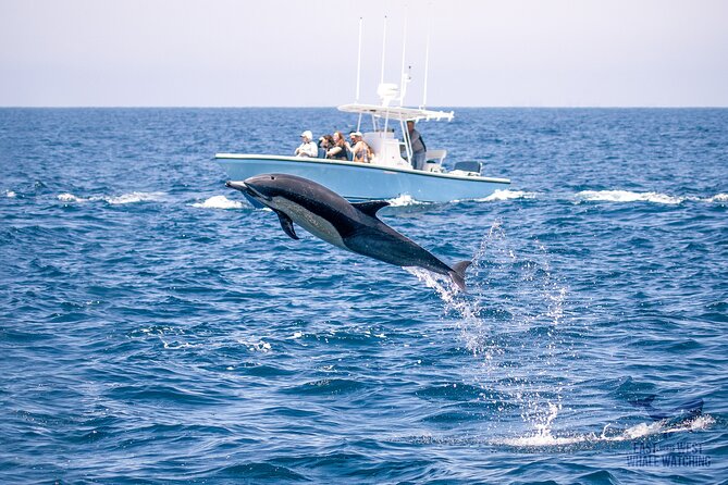 Private 2hr Supreme Whale/Dolphin Watching Tour, Newport Beach CA - Why this private Newport Beach trip feels different