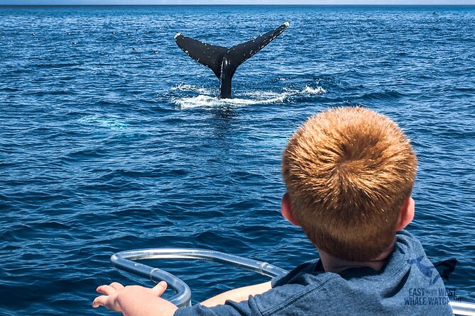 Private 2hr Supreme Whale/Dolphin Watching Tour, Newport Beach CA - The $450 price: when it makes sense