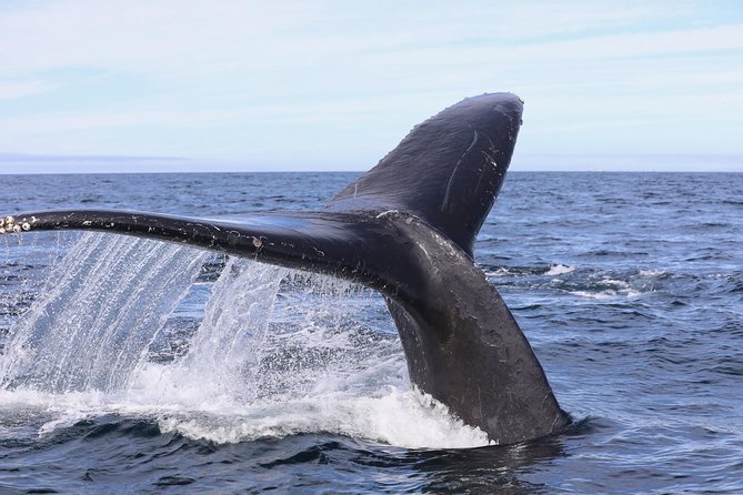 Private 2hr Supreme Whale/Dolphin Watching Tour, Newport Beach CA - Balboa Island treats after the boat