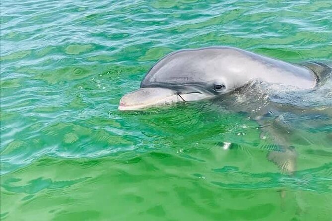 Private 3 Hour Powerboat Dolphin Cruise with Remote Beach Stop up to 6 guests - Key things to know before you book