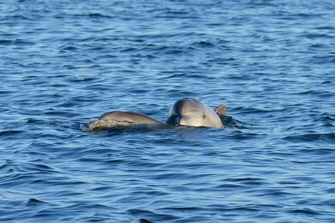 Private 3 Hour Powerboat Dolphin Cruise with Remote Beach Stop up to 6 guests - Leaving Pensacola Beach Marina