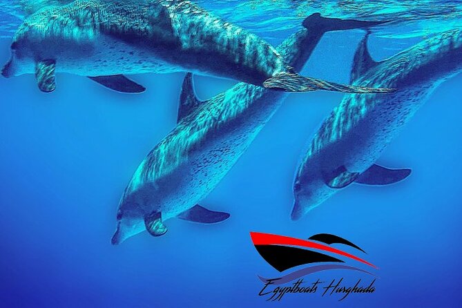 PRIVATE! | 4-hour Speed Boat Trip | Swim With Dolphins, Snorkeling & Island - Carless Reef, about 30 minutes of snorkeling