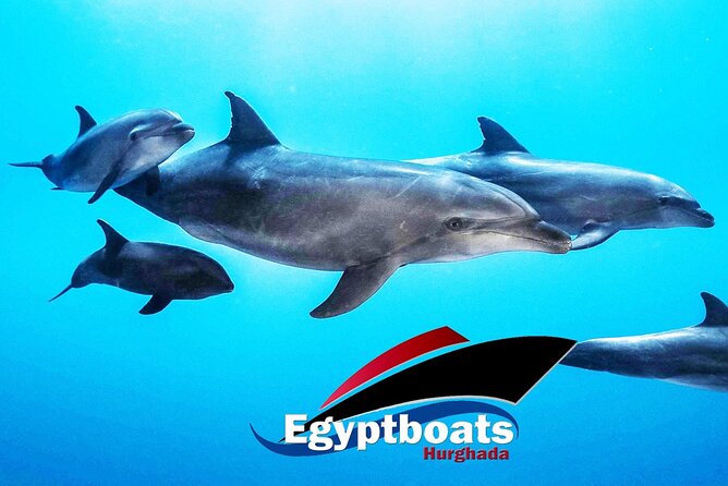 PRIVATE! | 4-hour Speed Boat Trip | Swim With Dolphins, Snorkeling & Island - Searching for dolphins in the Red Sea