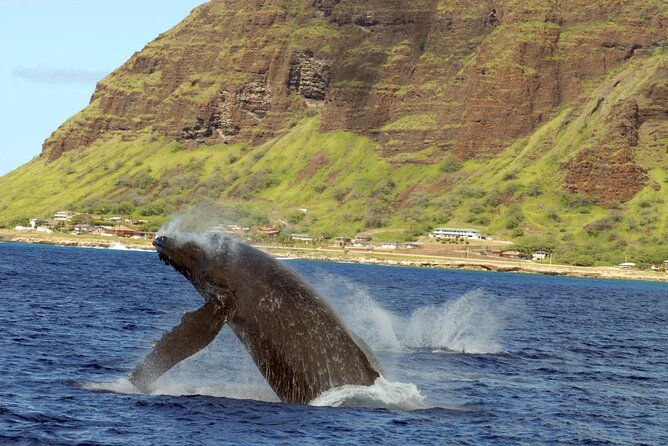 Private and Luxurious Sunset Cruise with Whale & Dolphin Watch - Dinner and drinks after the water time