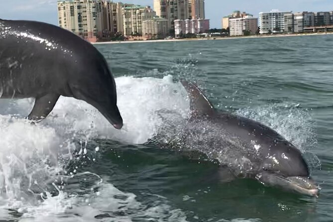 Private Best of Marco Island Dolphin Tour - What the private format changes