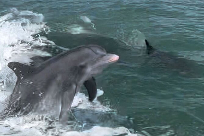 Private Best of Marco Island Dolphin Tour - Weather, scheduling, and a serious booking caution