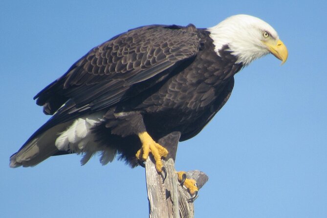Private Boat and Dolphin Watching in Florida - Captain Bob and the value of a flexible route