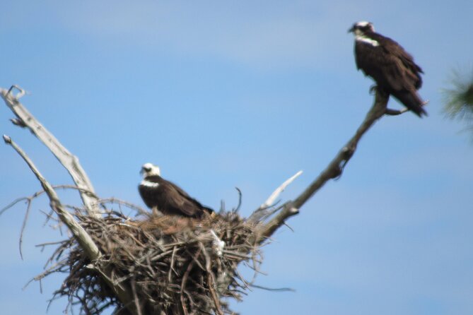 Private Boat and Dolphin Watching in Florida - Fort Pickens, Pensacola Lighthouse, and coastal views