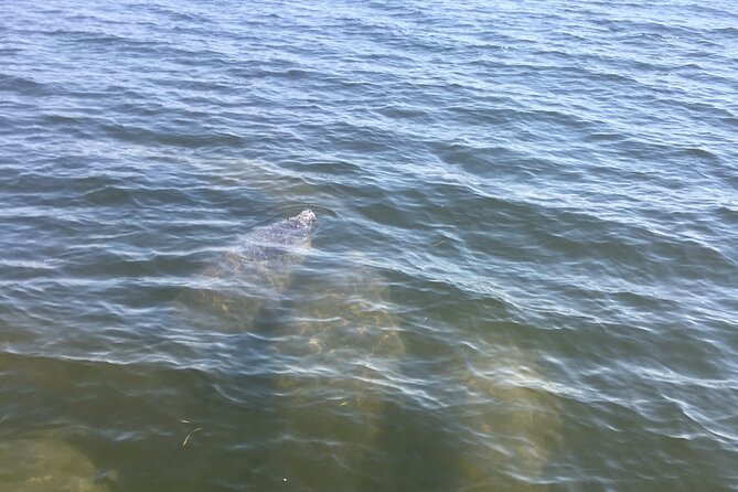 Private Boat and Dolphin Watching in Florida - Fishing trips on lighter tackle