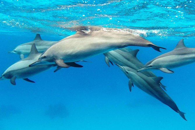 Private Boat Full Day Swimming With Dolphins Trip - Hurghada - Dolphin House and the search for wild dolphins