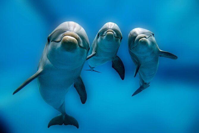 Private Boat Full Day Swimming With Dolphins Trip - Hurghada - Snorkeling the reefs around El Fanadir