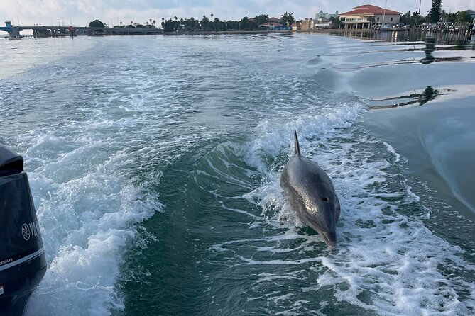 Private boat offering dolphin watching, island excursions and nature tours - Dolphins, Birds, Rays, and the Luck of the Day