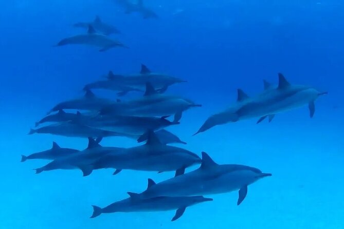Private Boat To Dolphin House & Snorkeling with Lunch - Hurghada - Swimming near dolphins in their natural setting