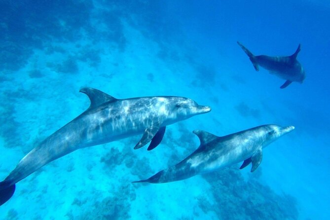 Private Boat To Dolphin House & Snorkeling with Lunch - Hurghada - Banana boat and Quadra rides for a change of pace