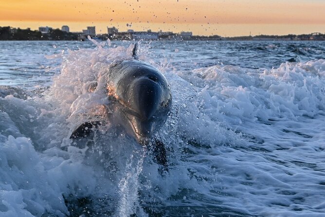 Private Boat Tour Dolphins Sunsets Shell Island and Snorkeling - Key points at a glance