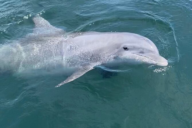 Private Boat Tour Dolphins Sunsets Shell Island and Snorkeling - The captains make the difference