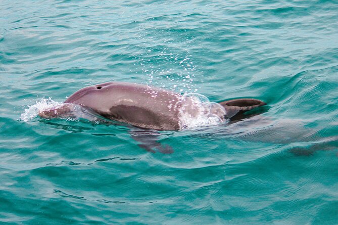 Private Boat Tour with Dolphin Spotting and Snorkelling from Phuket - Coral Island gives you the longest water stop