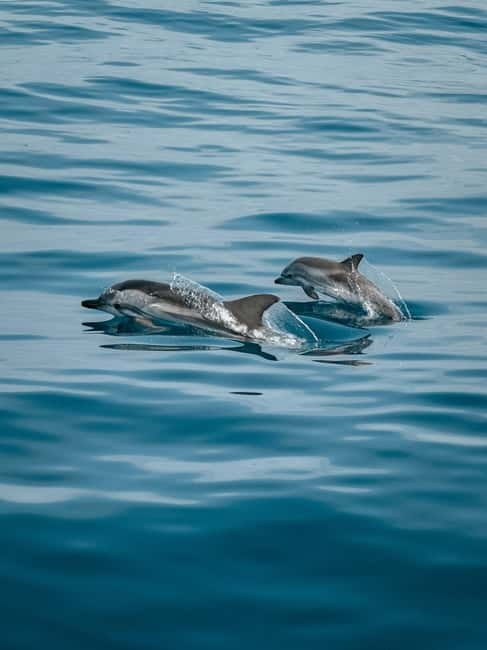 Private boat trips in Porec: dolphin watching, panoramic views - Key points before you book