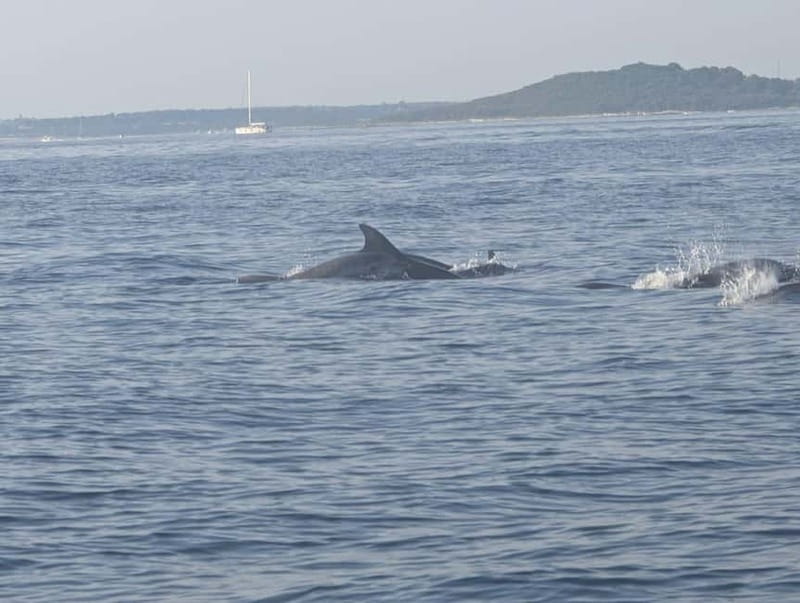 Private boat trips in Porec: dolphin watching, panoramic views - The guide can shape the whole outing