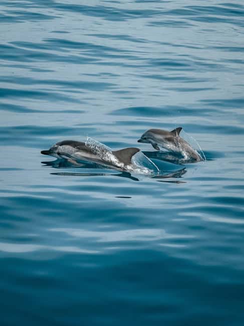 Private boat trips in Porec: dolphin watching, panoramic views - Is $68 per person good value?