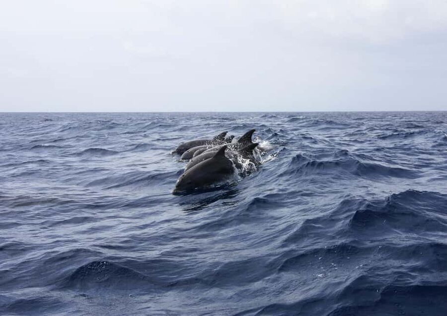 Private boat trips in Porec: dolphin watching, panoramic views - Who will enjoy this most?