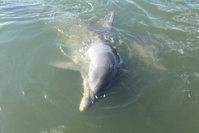 Private Charleston Dolphin and Eco Boat Tour - Quick facts about the Folly Beach dolphin cruise