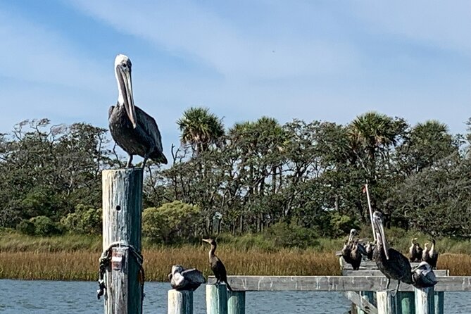 Private Charleston Dolphin and Eco Boat Tour - Watching bottlenose dolphins in their home waters