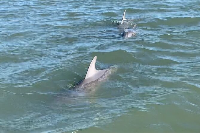 Private Charleston Dolphin and Eco Boat Tour - Two hours on the water, with no wasted transfer