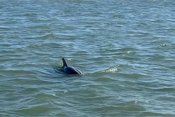 Private Charleston Dolphin and Eco Boat Tour - What the private format changes