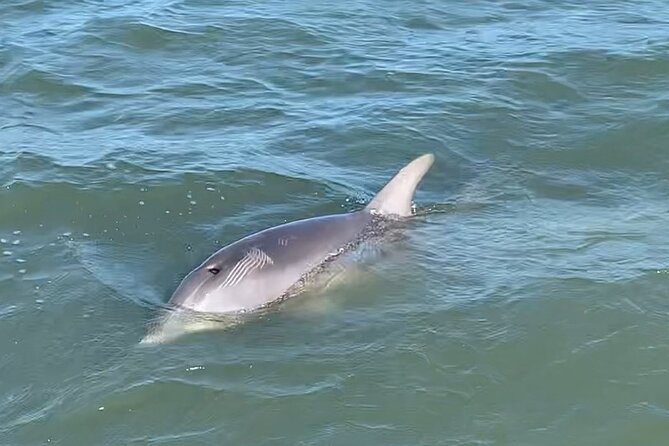 Private Charleston Dolphin and Eco Boat Tour - Who will get the most from this tour