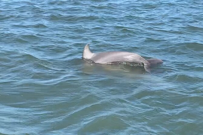 Private Charleston Dolphin and Eco Boat Tour - Booking, cancellation, and practical details