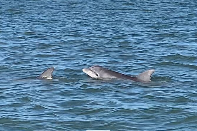 Private Charleston Dolphin and Eco Boat Tour - Beyond dolphins: birds, oysters, and an active estuary