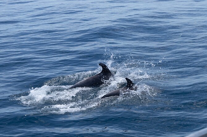 Private Coastline and Dolphins Yacht Cruise from Albufeira - Food, wine, and the yacht setup
