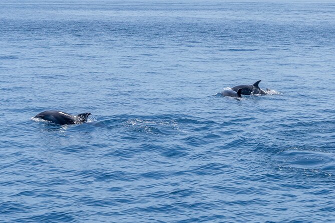 Private Coastline and Dolphins Yacht Cruise from Albufeira - Is $2,114.79 good value?
