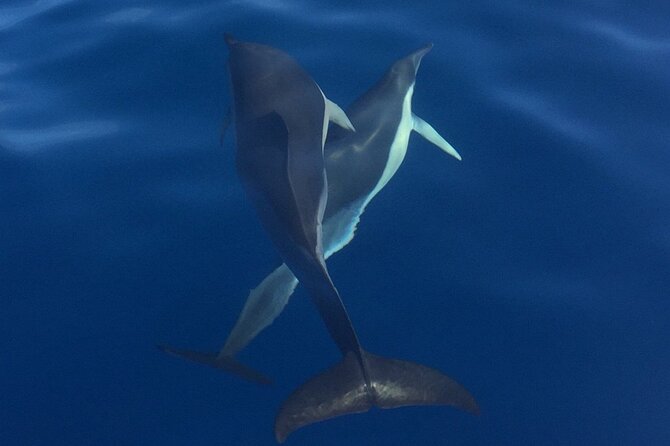 Private Dolphin and Whale Watching Tour in Madeira - Morning, afternoon, or sunset?