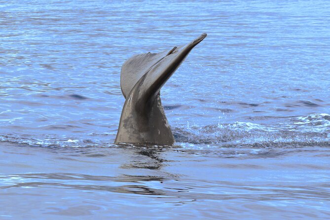 Private Dolphin and Whale Watching Tour in Madeira - Is $592.56 good value for five people?